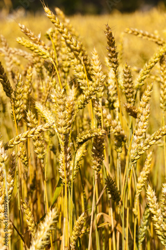 ripened cereals . close up