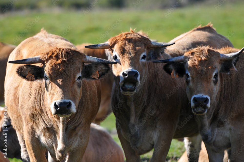 troupeau de vache - Aubrac