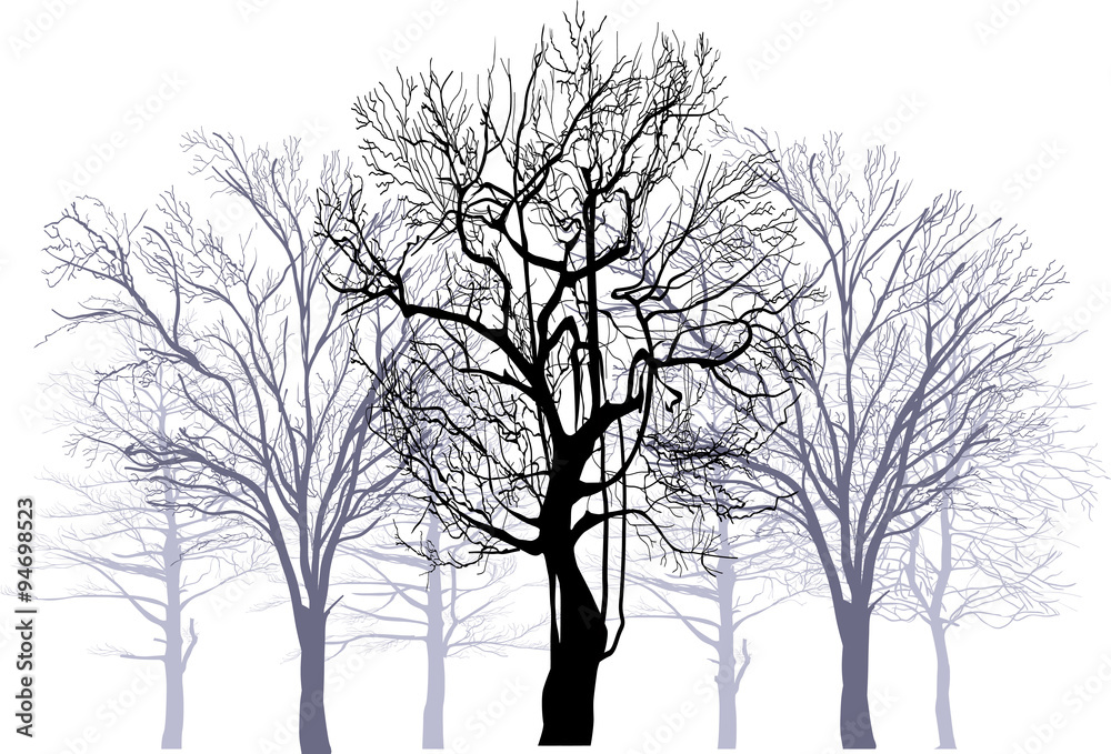 winter forest from bare isolated trees