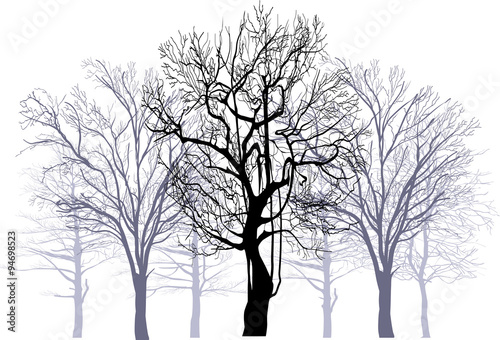 winter forest from bare isolated trees