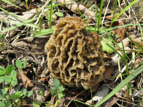 Mushroom Morchella esculenta grew up on a forest edge