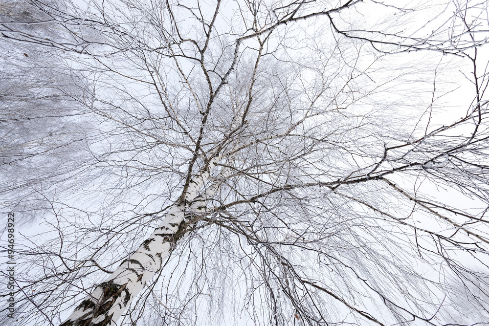 Obraz premium winter trees . photographed 