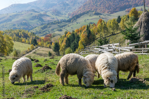 Sheeps grazing in a traditional Romanian mountain landscape