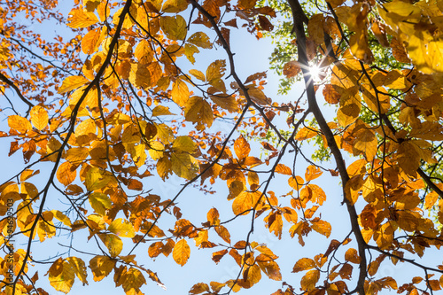 Autumn Leafs