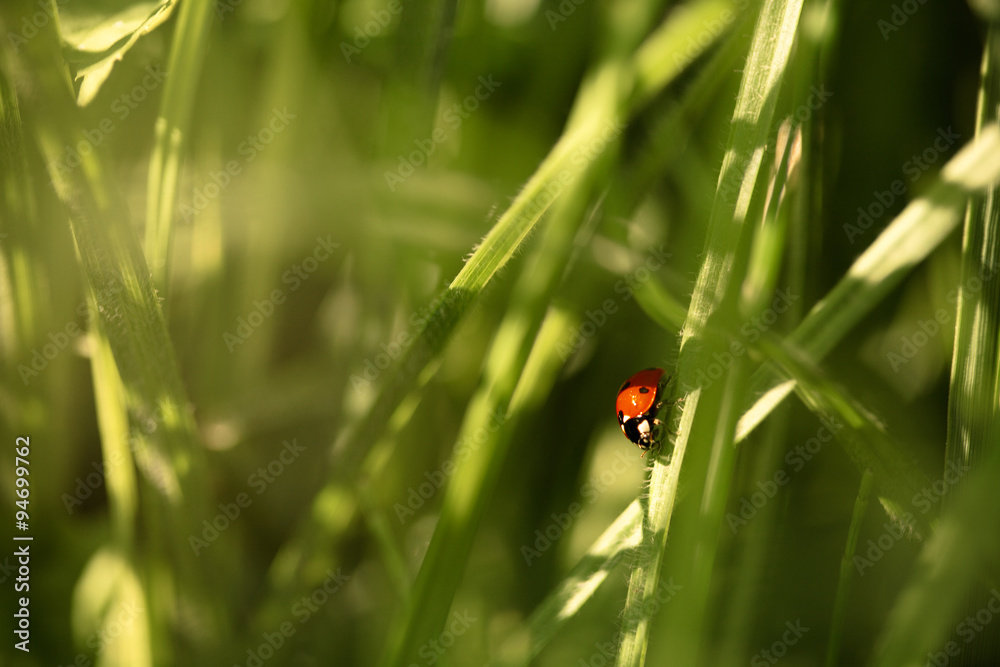 ladybug on grass ladybug on grass