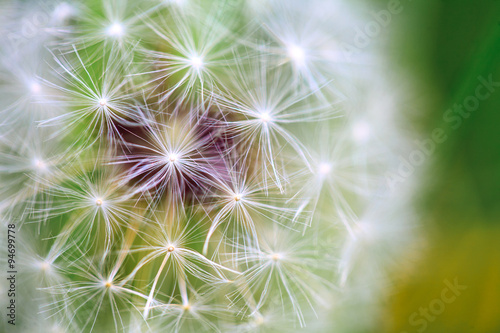 dandelion