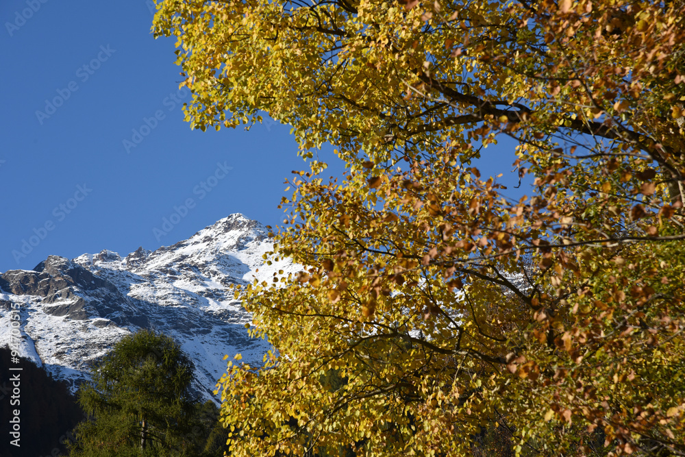 montagna autunno alberi larici neve cime 