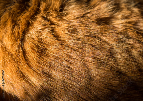 Red cat fur closeup. Shallow depth of field.