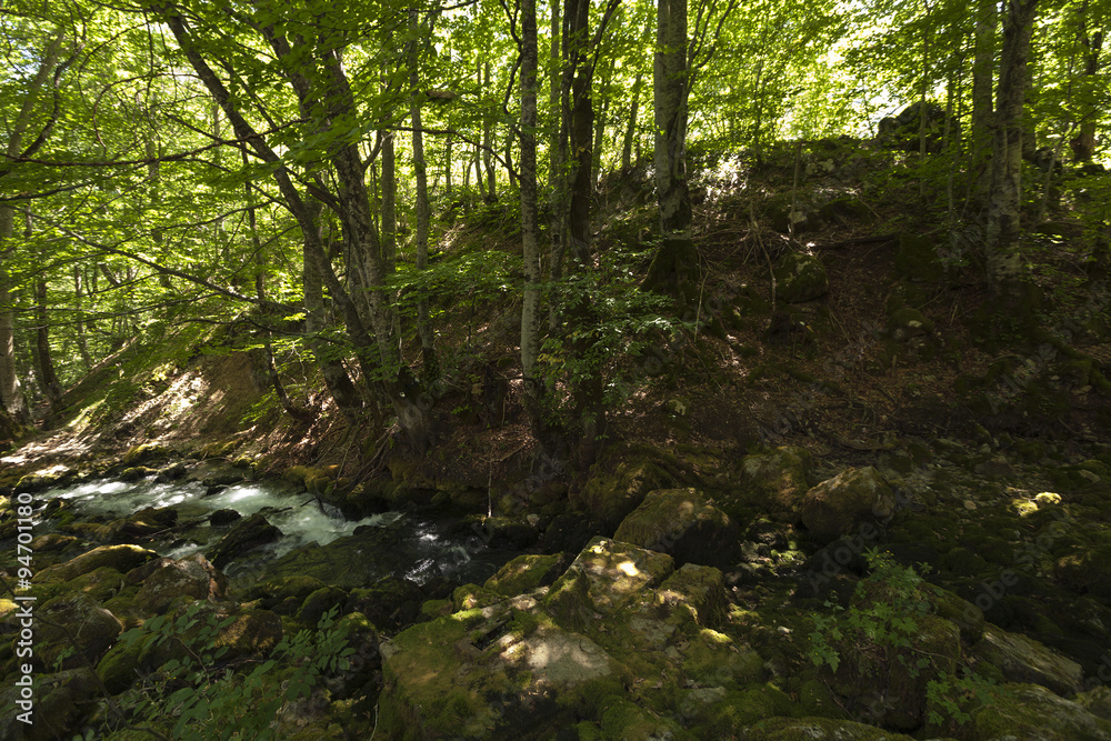 mountain river. forest