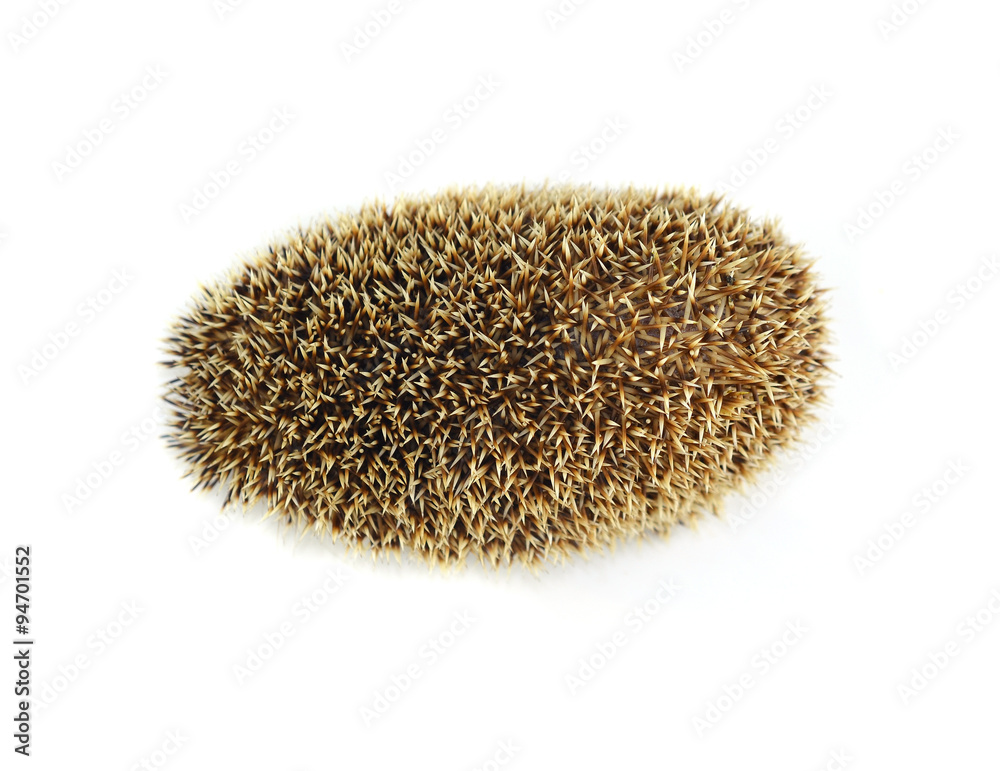 Hedgehog isolate on white background Hedgehog isolate on white background