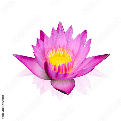 Pink lotus isolated on white background with working path