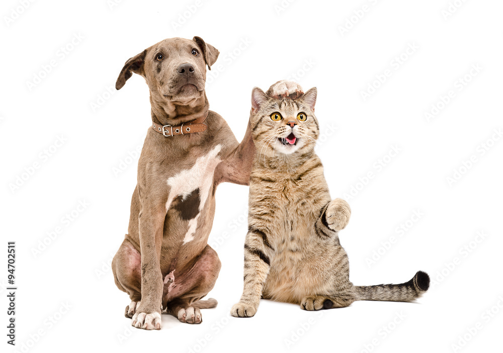 Pit bull puppy and a cat Scottish Straight amicably sitting together Pit bull puppy and a cat Scottish Straight amicably sitting together