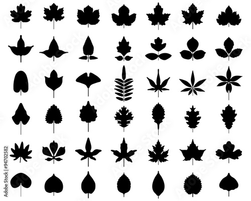 Black silhouettes of leaves of trees  vector