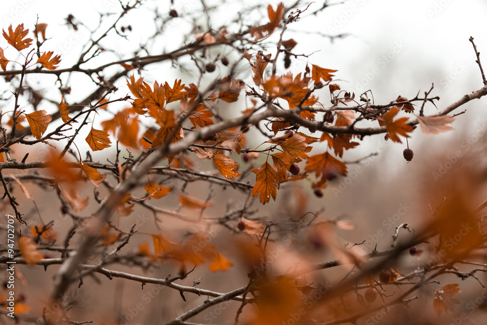 branches barberry