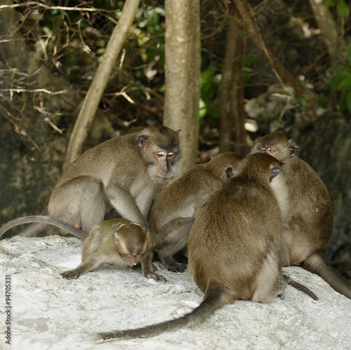 Crab-eating Macaque (Macaca fascicularis) © Reise-und Naturfoto