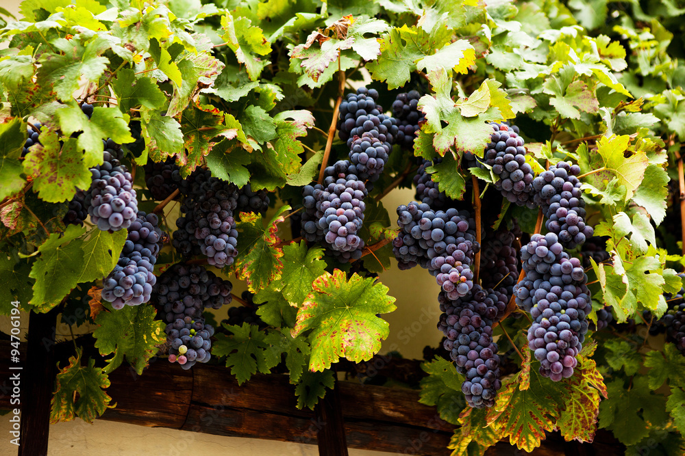 The worlds oldest grape vine in Maribor, Slovenia.