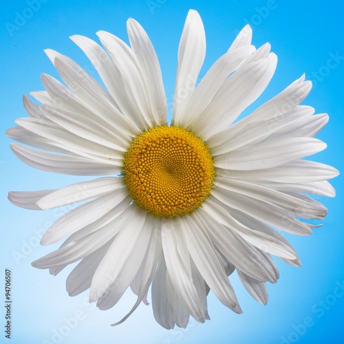 Closeup of white daisy on the blue