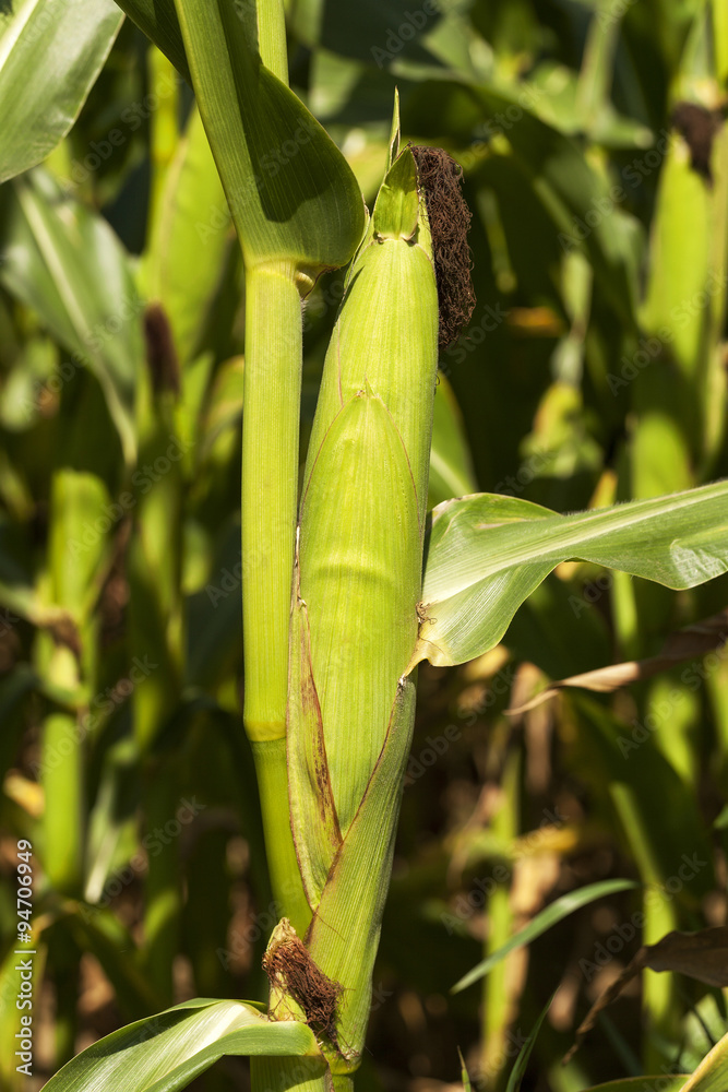 ear of corn ear of corn