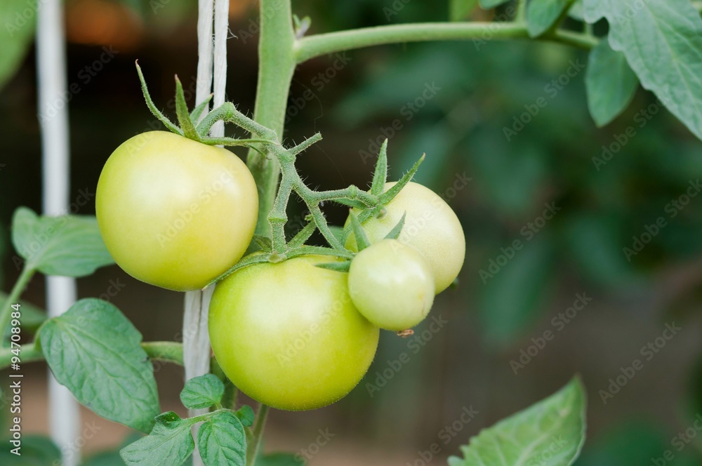 Close up of fresh green tomatoes still on the plant in the garden