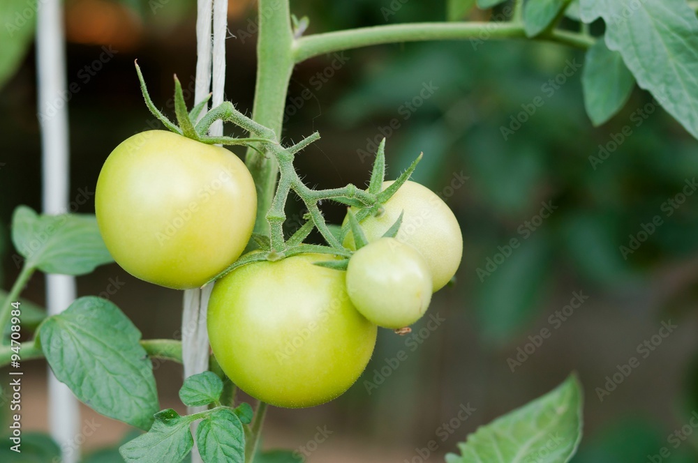 Close up of fresh green tomatoes still on the plant in the garden Close up of fresh green tomatoes still on the plant in the garden