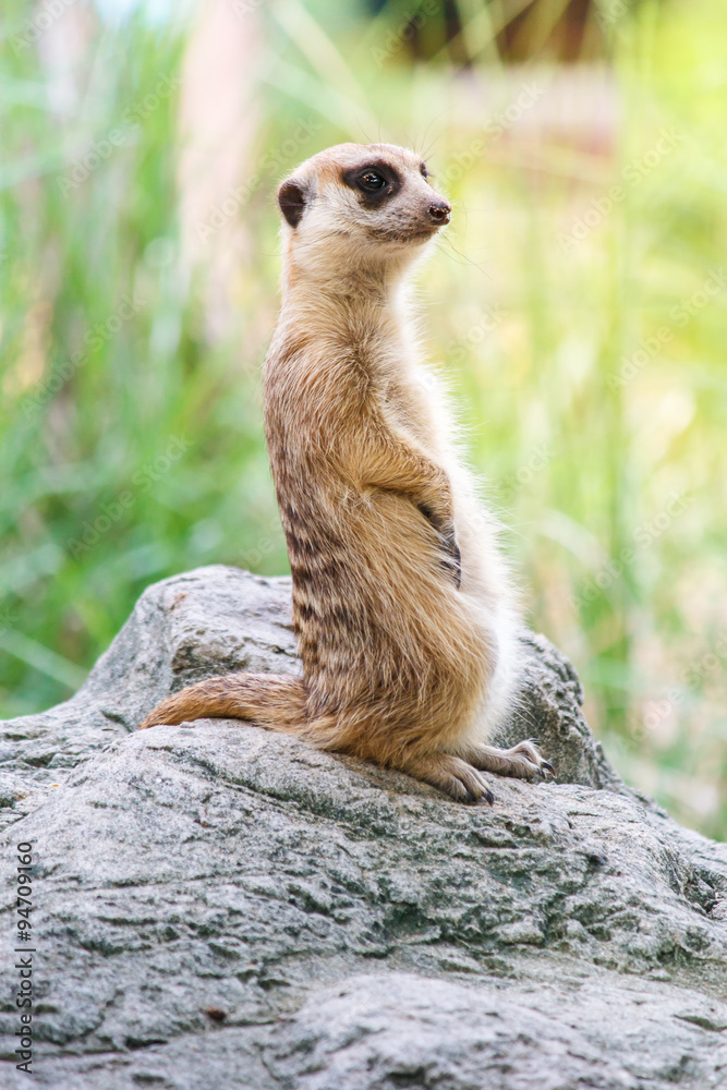Fototapeta premium Portrait of meerkat on the rock with nature frame