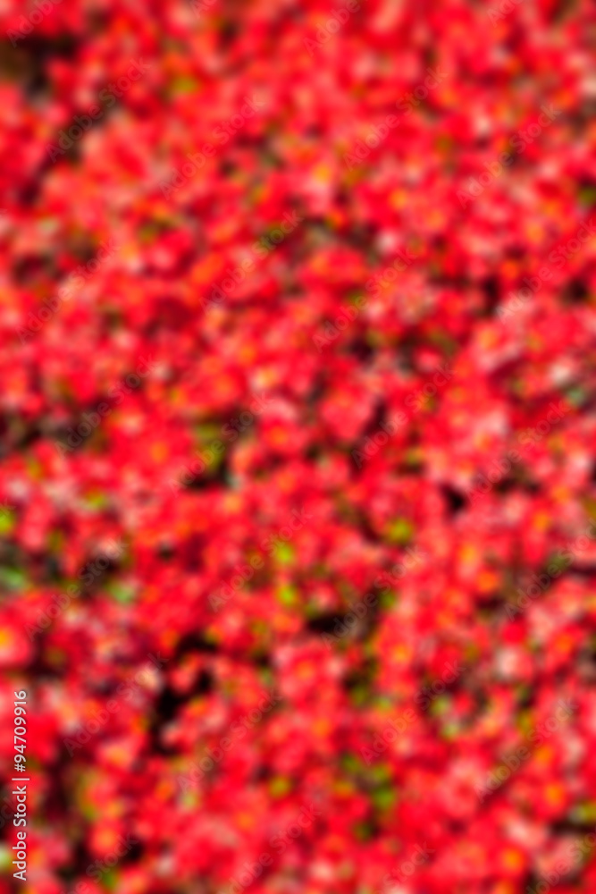 Defocused Natural Red Flowers background