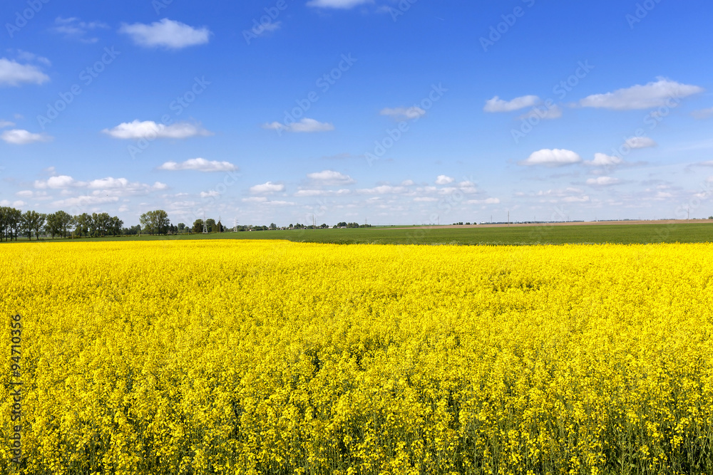 Agricultural field . summer