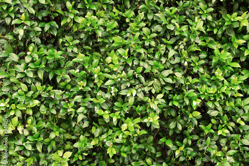 Wallpaper Mural green leaf background Torontodigital.ca