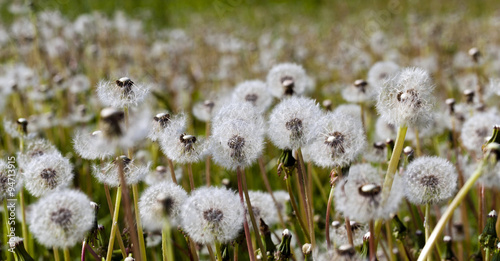 White dandelion . close-up 