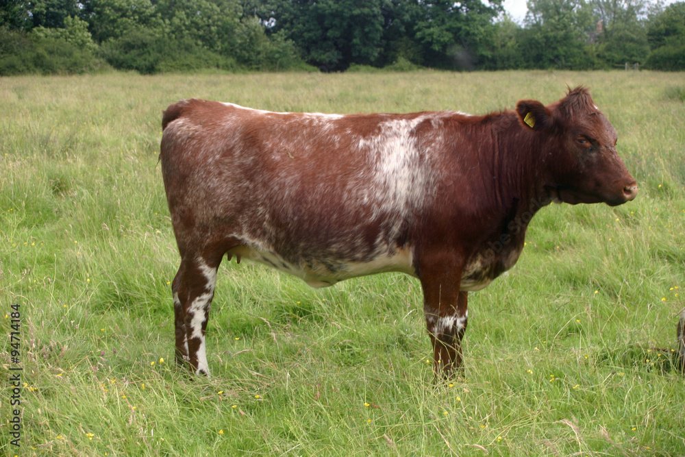 Shorthorn cow