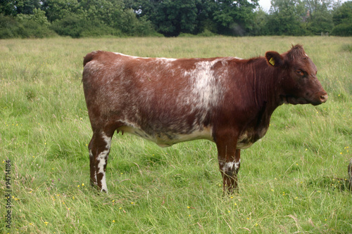 Shorthorn cow photo