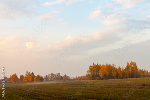 Evening forest