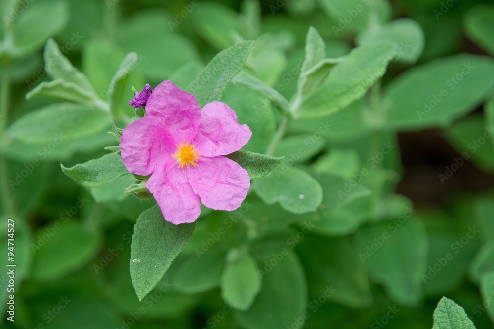 Pink rock rose with yellow pistils closeup on green leaves. Pink rock rose with yellow pistils closeup on green leaves.