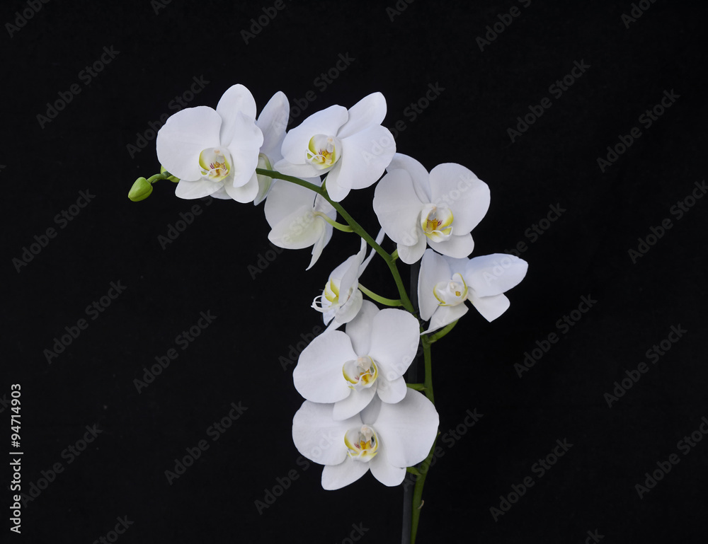 Obraz premium blada biała orchidea z bliska na czarnym tle