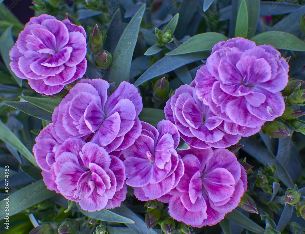 small violet carnation flowers bunch close up small violet carnation flowers bunch close up
