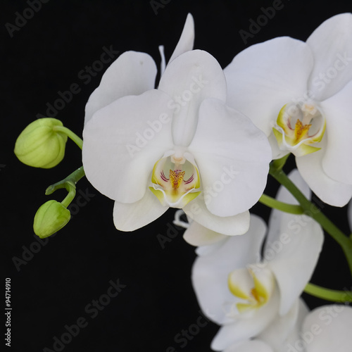 Fototapeta Naklejka Na Ścianę i Meble -  pale white orchid close up on black background