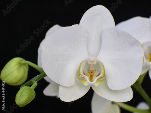 Fototapeta Naklejka Na Ścianę i Meble -  pale white orchid close up on black background