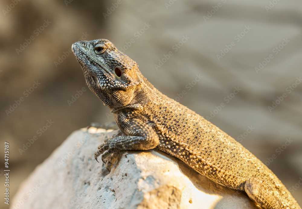 Lizard Lizard