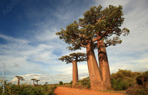 Valokuvatapetti allee des baobabs - alley of baobabs, madagascar