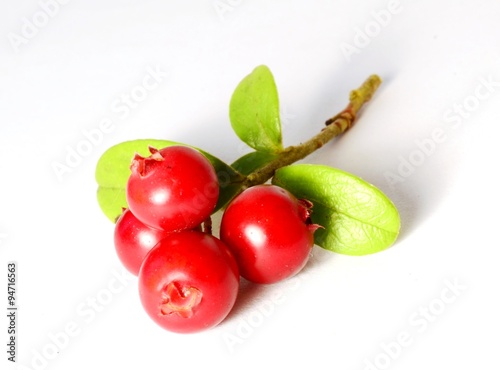 bunch of fresh ripe cranberries or cowberries on white with leaves