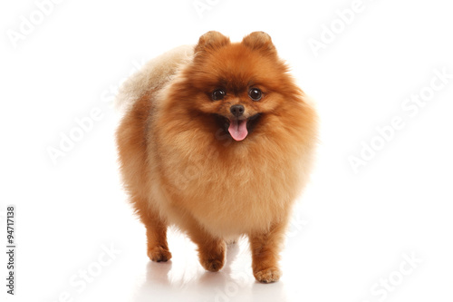 Pomeranian Spitz on the white background