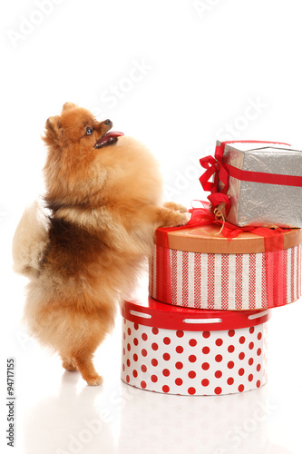 Pomeranian Spitz