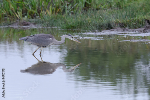 Fotografie Graureiher (Ardea cinerea)