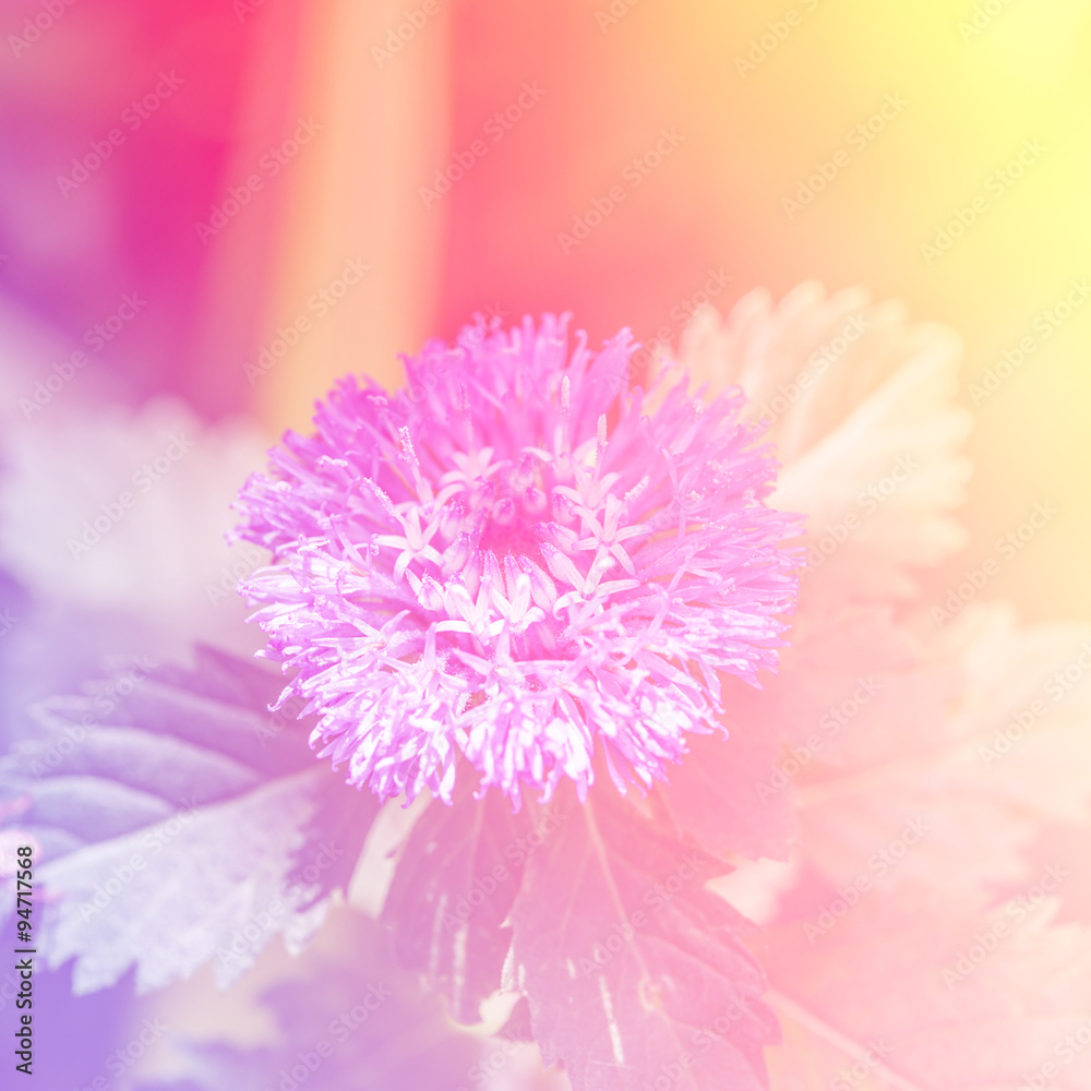 beautiful flowers beautiful flowers
