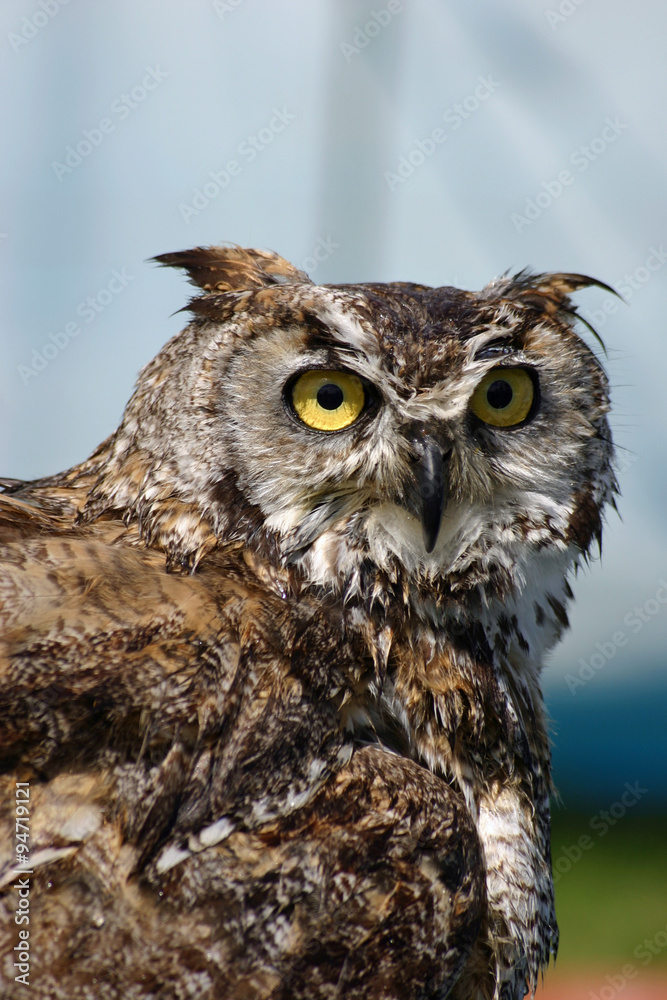 Owl Owl