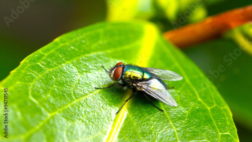 Closeup of a fly on a green leaf