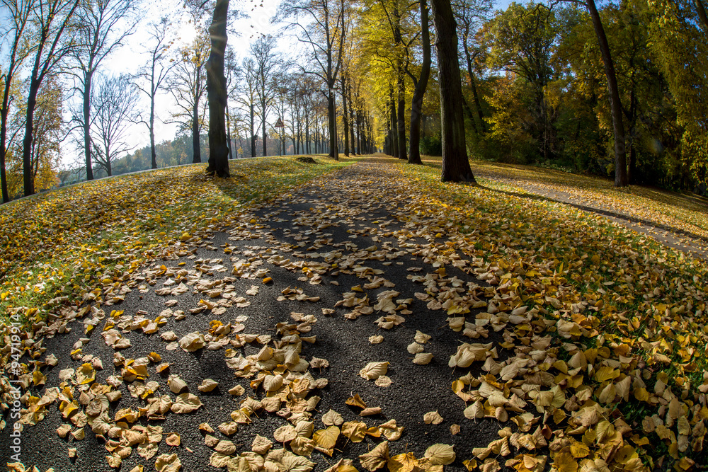 Ein Wald voller Farben im Herbst Ein Wald voller Farben im Herbst
