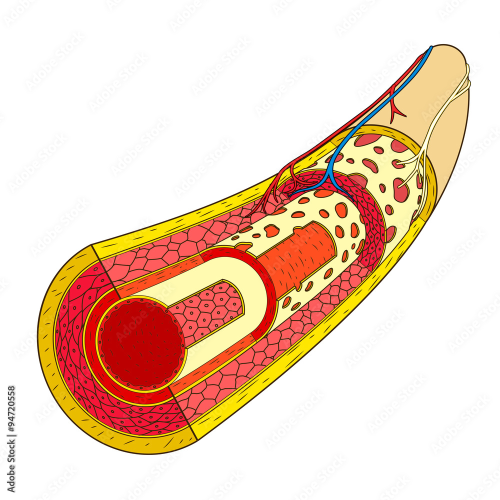 Structure of the blood vessel medical raster Stock Illustration | Adobe ...