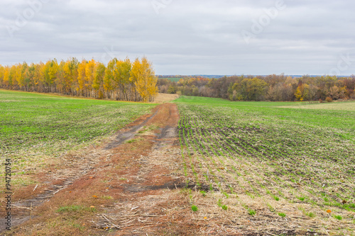 Earth road between winter crops fields in Central Ukraine at fall season.