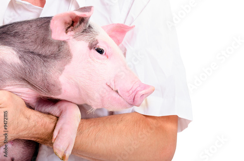 Portrait of a little pig on hands at the vet